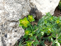 Euphorbia pyrenaica