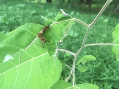 Limenitidinae