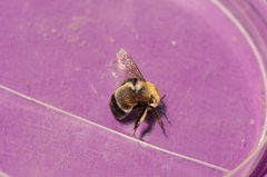 Anthophora bomboides