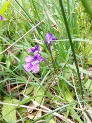 Pinguicula grandiflora