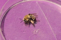 Anthophora bomboides