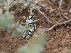 Angaracris barabensis