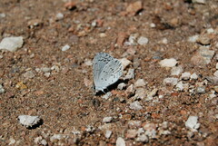 Celastrina