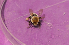 Anthophora bomboides