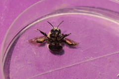 Anthophora bomboides