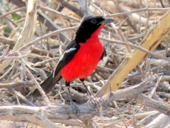 Laniarius atrococcineus