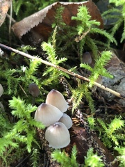 Mycena galericulata