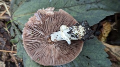 Agaricus sylvaticus