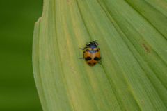 Hippodamia quinquesignata