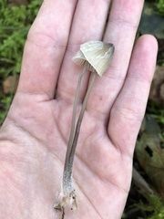 Mycena galericulata