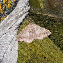 Digrammia ocellinata