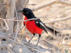 Laniarius atrococcineus