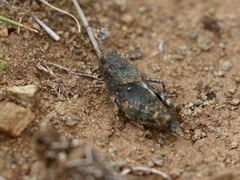 Bryodema
