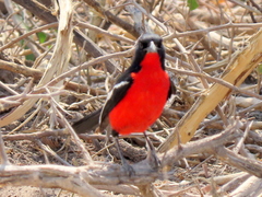 Laniarius atrococcineus