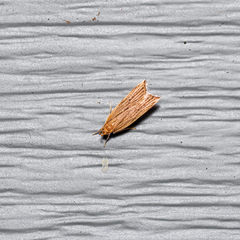 Helcystogramma hystricella