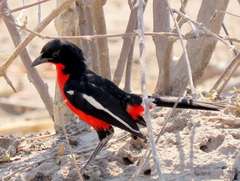 Laniarius atrococcineus