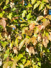Acer ginnala