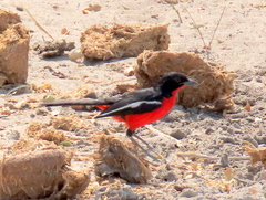 Laniarius atrococcineus