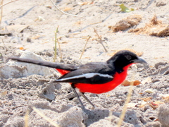 Laniarius atrococcineus