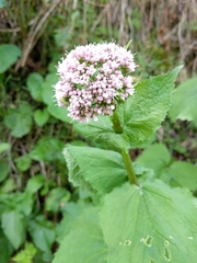 Valeriana pyrenaica