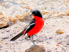Laniarius atrococcineus