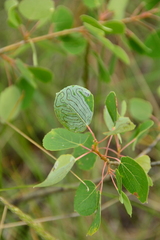 Phyllocnistis populiella