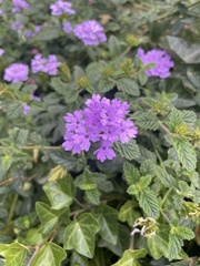 Verbenaceae