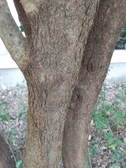 Viburnaceae