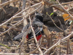 Laniarius atrococcineus