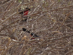 Laniarius atrococcineus