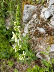 Stachys recta