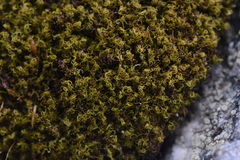 Hymenoloma crispulum