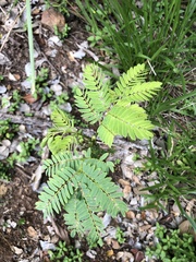 Leucaena leucocephala