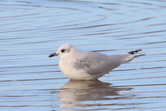 Ichthyaetus melanocephalus