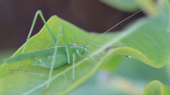 Insara elegans