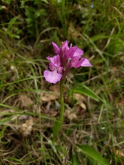 Anacamptis papilionacea