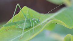 Insara elegans
