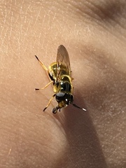 Callicera