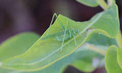 Insara elegans