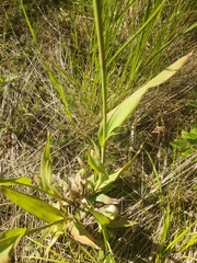 Luzula parviflora