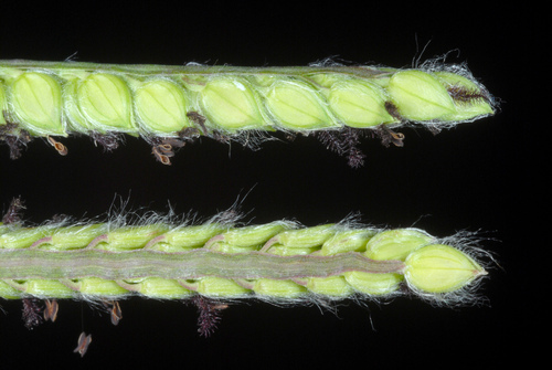 Paspalum dilatatum