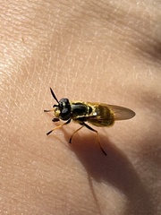 Callicera