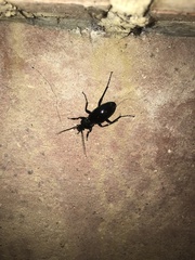 Carabus purpurascens