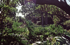 Thaumatophyllum xanadu