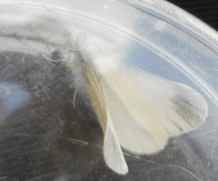 Dismorphiinae