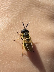 Callicera