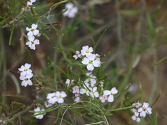 Dontostemon integrifolius