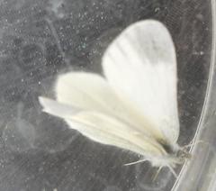 Dismorphiinae