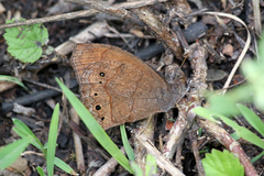 Pindis squamistriga