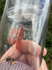 Andrena asteris